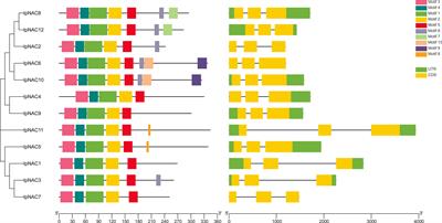 Isolation, characterization, and functional verification of salt stress response genes of NAC transcription factors in Ipomoea pes-caprae